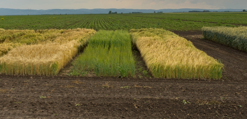 crops testing